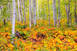 Aspen forest-1760